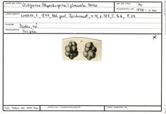 Karteikarte zum Abbildungsoriginal von Globigerina (Rhynchospira) glomerata Reuss in Karrer, 1877